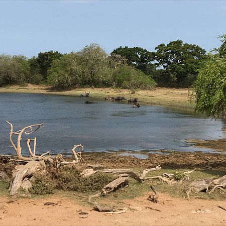 Yala National Park